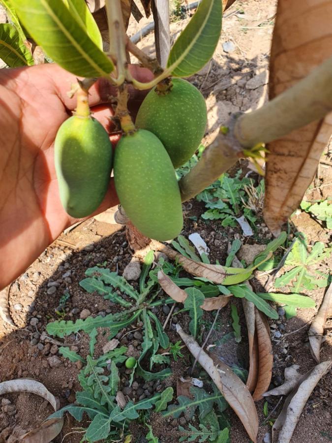 Krishna Farm & Forest Villa Bhuj Exteriör bild
